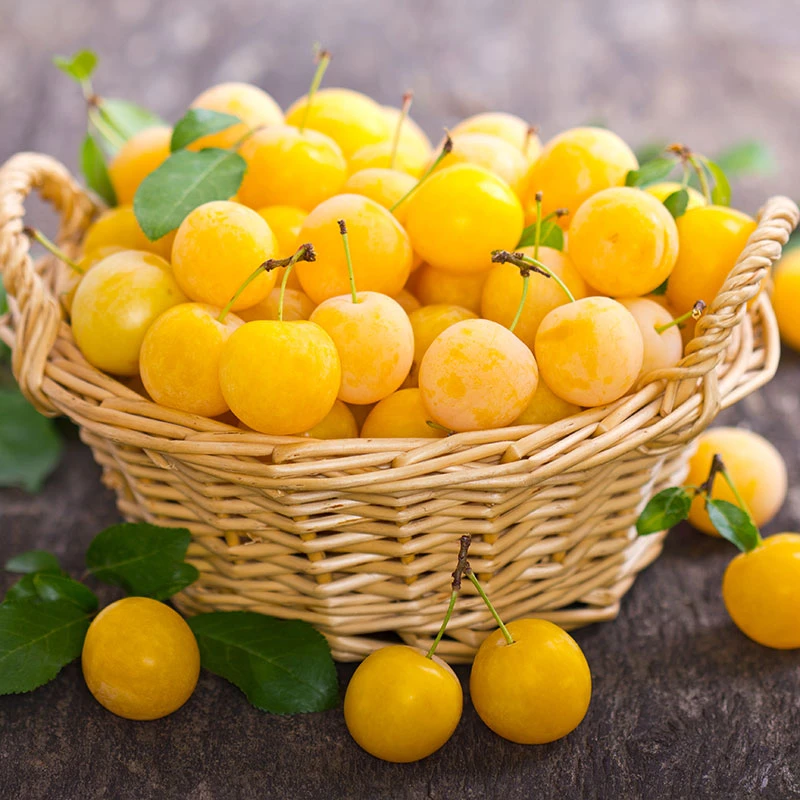 Plommon 'Elin' 4 Plommon 'Elin' - Image 2