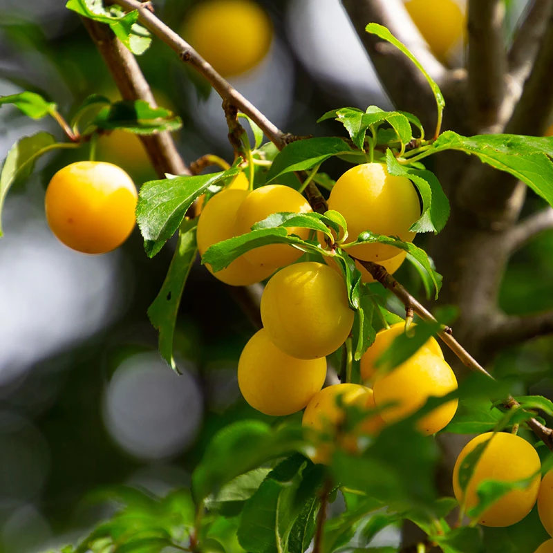 Plommon 'Elin' 3 Plommon 'Elin'