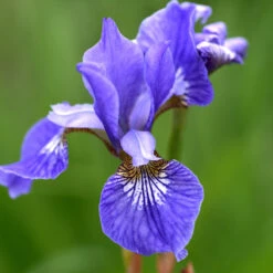 Rabattiris 'Blue King', 6-pack 7 Rabattiris 'Blue King', 6-pack -Elho Garden Shop krukodlad rabattiris blue king narbild