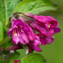 Rosenprakttry 'Korea' E-planta, 10-pack