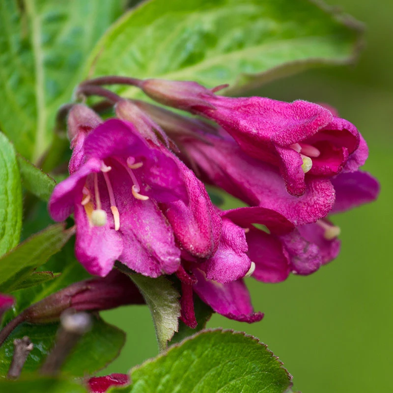 Rosenprakttry 'Korea' E-planta, 10-pack 3 Rosenprakttry 'Korea' E-planta, 10-pack