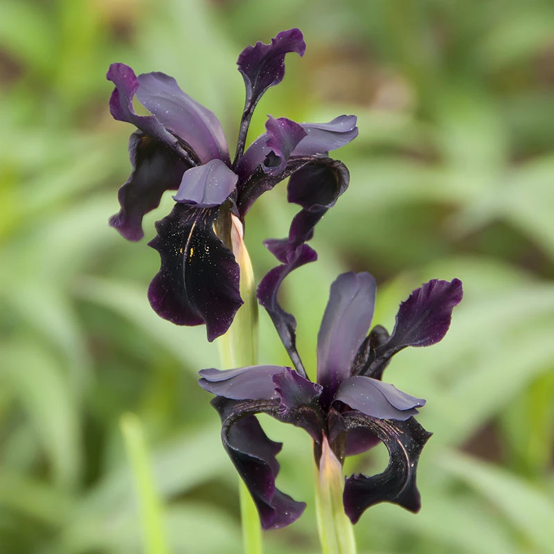 Sammetsiris 'Black Form', 3-pack 4 Sammetsiris 'Black Form', 3-pack - Image 2