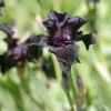 Sammetsiris 'Black Form', 3-pack 1 Sammetsiris 'Black Form', 3-pack -Elho Garden Shop krukodlad sammetsiris black form