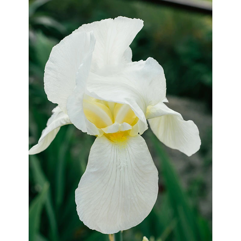 Violiris 'Snow Queen', 6-pack 4 Violiris 'Snow Queen', 6-pack - Image 2