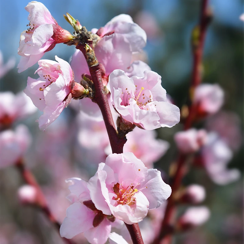 Nektarin 'Madame Blanchet' 5 Nektarin 'Madame Blanchet' - Image 3