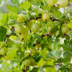 Krusbär 'Hinnonmäki Gul'