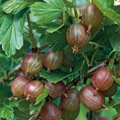 Krusbär 'Hinnonmäki Röd'