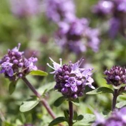 Kungsmynta, 6-pack 7 Kungsmynta, 6-pack -Elho Garden Shop kungsmynta 3