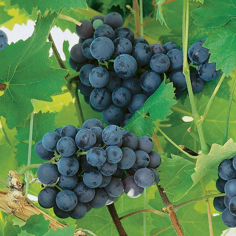 Labruskavin 'Nordica' 3 Labruskavin 'Nordica'