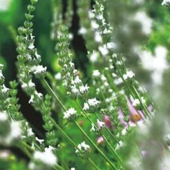 Lavendel 'Edelweiss', 6-pack 5 Lavendel 'Edelweiss', 6-pack -Elho Garden Shop lavendel edelweiss 2