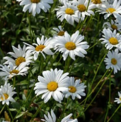 Jätteprästkrage 'Bröllopsgåvan', 3-pack