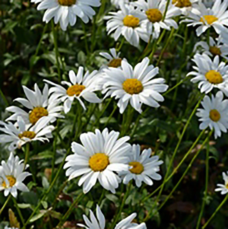 Jätteprästkrage 'Bröllopsgåvan', 3-pack 3 Jätteprästkrage 'Bröllopsgåvan', 3-pack