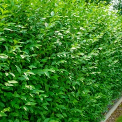Liguster 10-pack -Elho Garden Shop liguster ligustrum vulgare 1