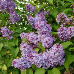 Syren Lila 30-50 Cm, 10-pack