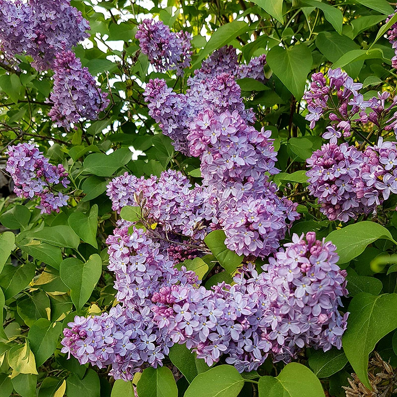 Syren Lila 50-80 Cm, 100-pack 3 Syren Lila 50-80 Cm, 100-pack