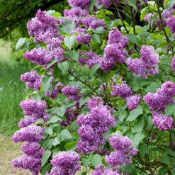 Syren 10-pack 8 Syren 10-pack -Elho Garden Shop lila bondsyren syringa vulgaris 2