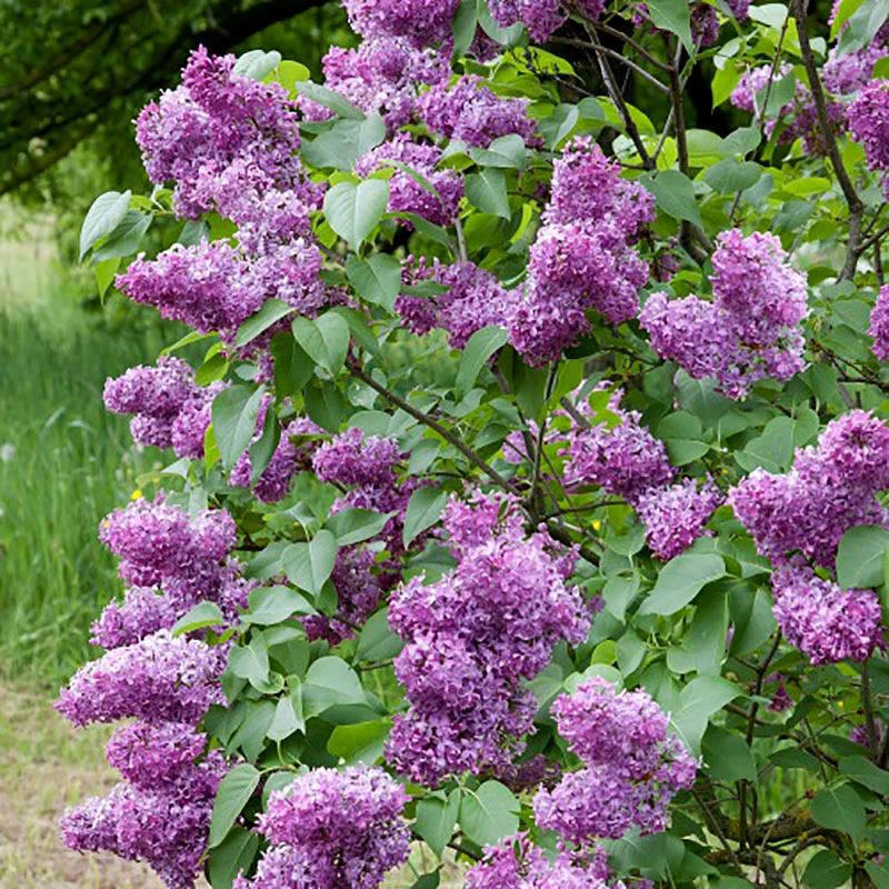 Syren Lila 50-80 Cm, 10-pack 4 Syren Lila 50-80 Cm, 10-pack - Image 2