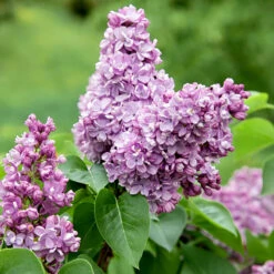 Syren Lila 50-80 Cm, 100-pack 10 Syren Lila 50-80 Cm, 100-pack -Elho Garden Shop lila syrenblomma