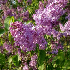 Syren Lila 50-80 Cm, 100-pack 11 Syren Lila 50-80 Cm, 100-pack -Elho Garden Shop lila syrenblomning