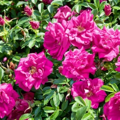 Rugosa-ros 'Hansa' 30-50 Cm, 10-pack