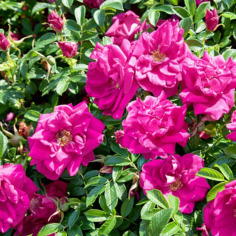 Rugosa-ros 'Hansa' 30-50 Cm, 10-pack 3 Rugosa-ros 'Hansa' 30-50 Cm, 10-pack