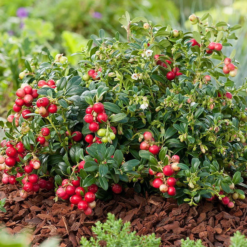 Lingon 'Koralle' 3 Lingon 'Koralle'