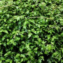 Liten Stefanandra, 20-40 Cm 10-pack 6 Liten Stefanandra, 20-40 Cm 10-pack -Elho Garden Shop liten stefanandra 2