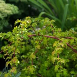 Liten Stefanandra, 20-40 Cm 10-pack 7 Liten Stefanandra, 20-40 Cm 10-pack -Elho Garden Shop liten stefanandra 3