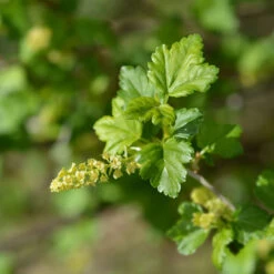 Måbär, Goliat, 50-70 Cm, 5-pack 5 Måbär, Goliat, 50-70 Cm, 5-pack -Elho Garden Shop mabar goliat