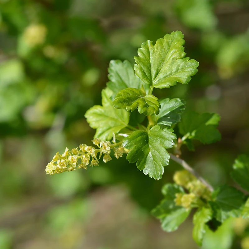 Måbär, Goliat, 50-70 Cm, 5-pack 4 Måbär, Goliat, 50-70 Cm, 5-pack - Image 2