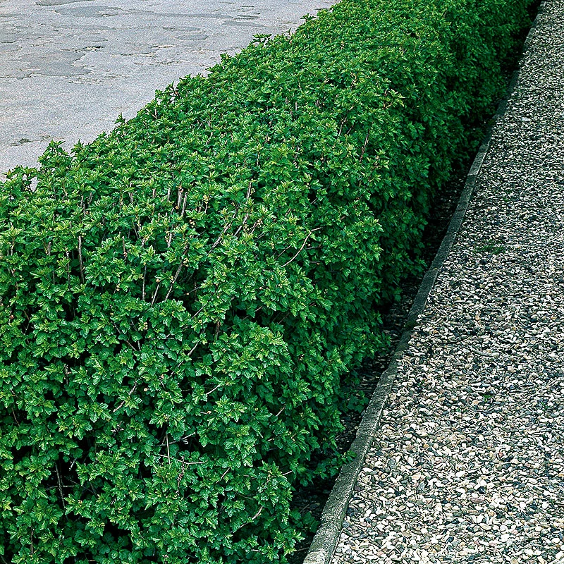 Måbär 40-60 Cm, 10-pack 3 Måbär 40-60 Cm, 10-pack