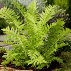 Strutbräken, 3-pack