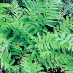 Japansk Strutbräken, 3-pack