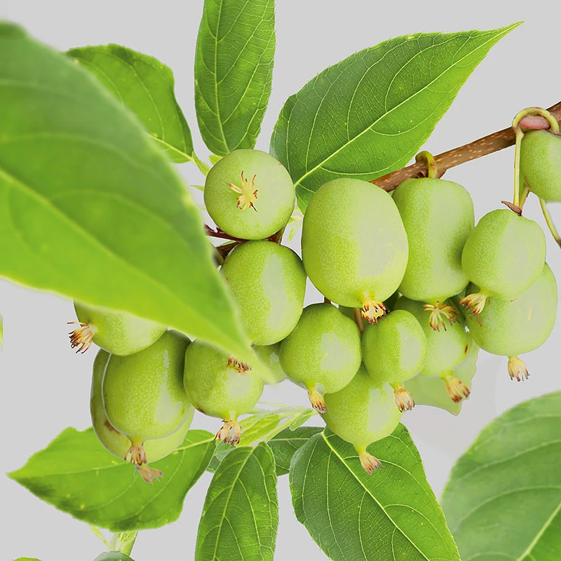 Minikiwi 'Issai' 3 Minikiwi 'Issai'