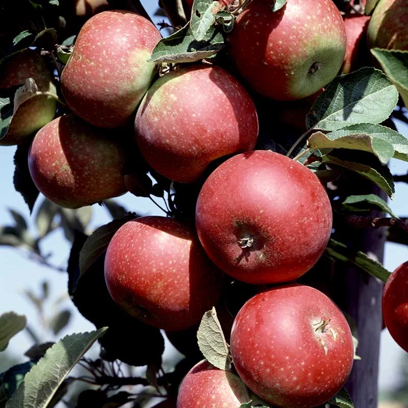 Äpple 'Ingrid Marie', Svagväxande 3 Äpple 'Ingrid Marie', Svagväxande