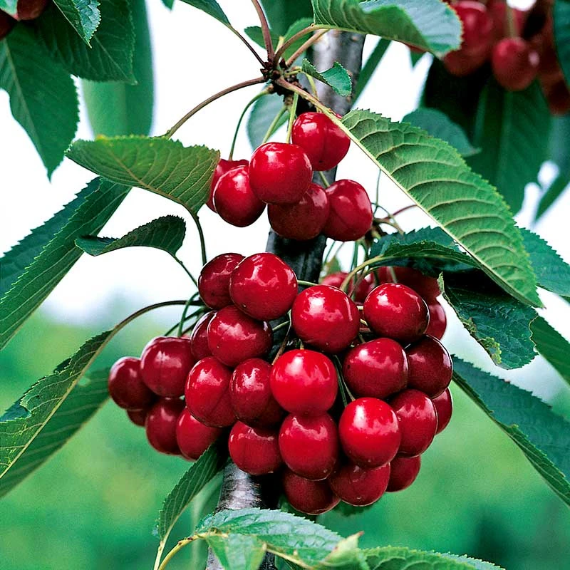 Körsbär 'Sweetheart', Svagväxande GiSelA - M Uppbindn 3 Körsbär 'Sweetheart', Svagväxande GiSelA - M Uppbindn