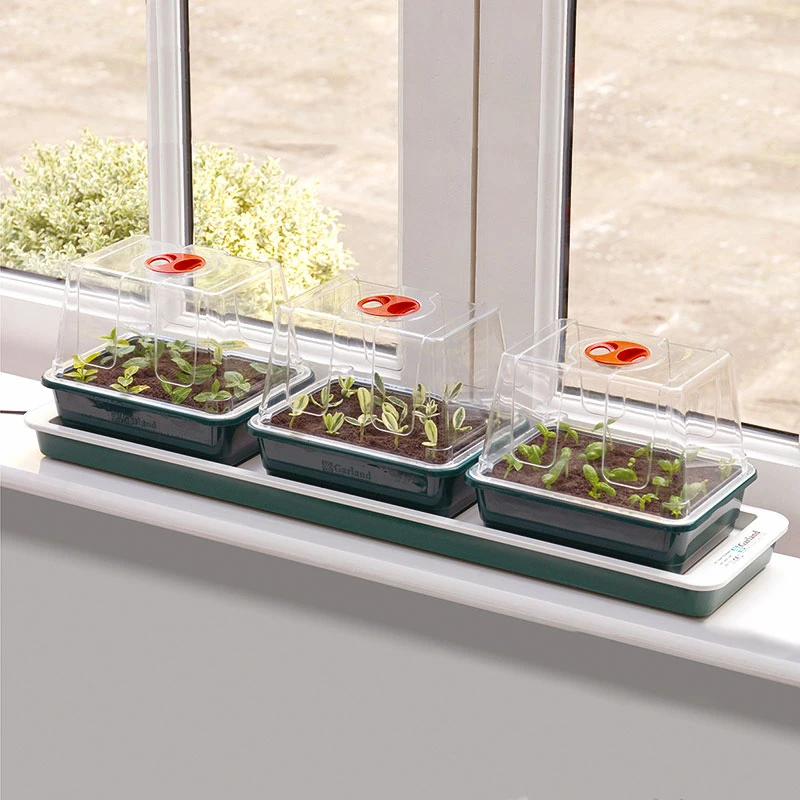 Miniväxthus 3 Kupor Med Undervärme 3 Miniväxthus 3 Kupor Med Undervärme