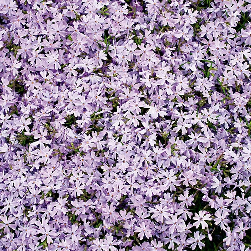 Mossflox 'Emerald Cushion Blue', 6-pack 4 Mossflox 'Emerald Cushion Blue', 6-pack - Image 2