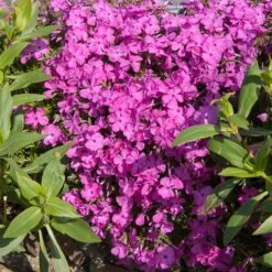 Mossflox 'McDaniel´s Cushion', 6-pack