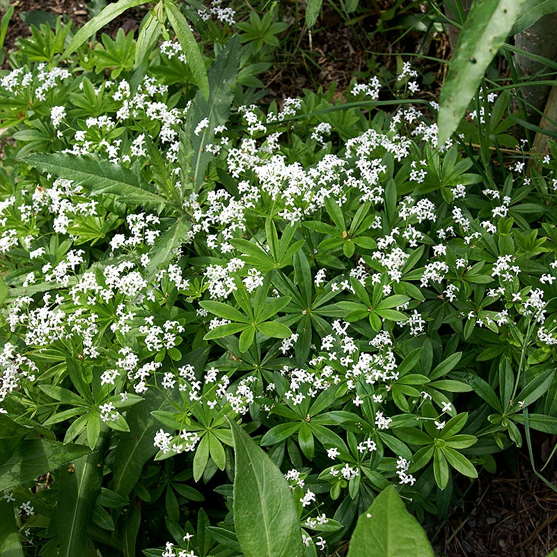 Myskmadra, 6-pack 3 Myskmadra, 6-pack