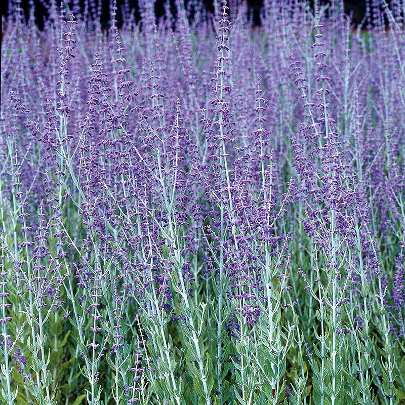 Perovskia 'Blue Spire' 4 Perovskia 'Blue Spire' - Image 2