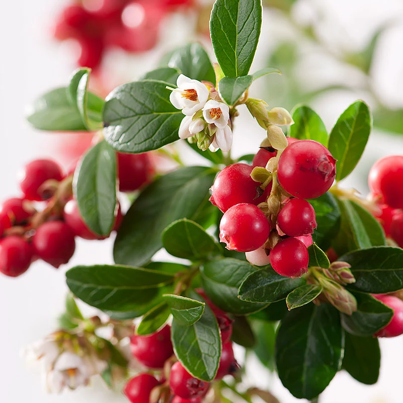 Lingon 'Koralle' 4 Lingon 'Koralle' - Image 2