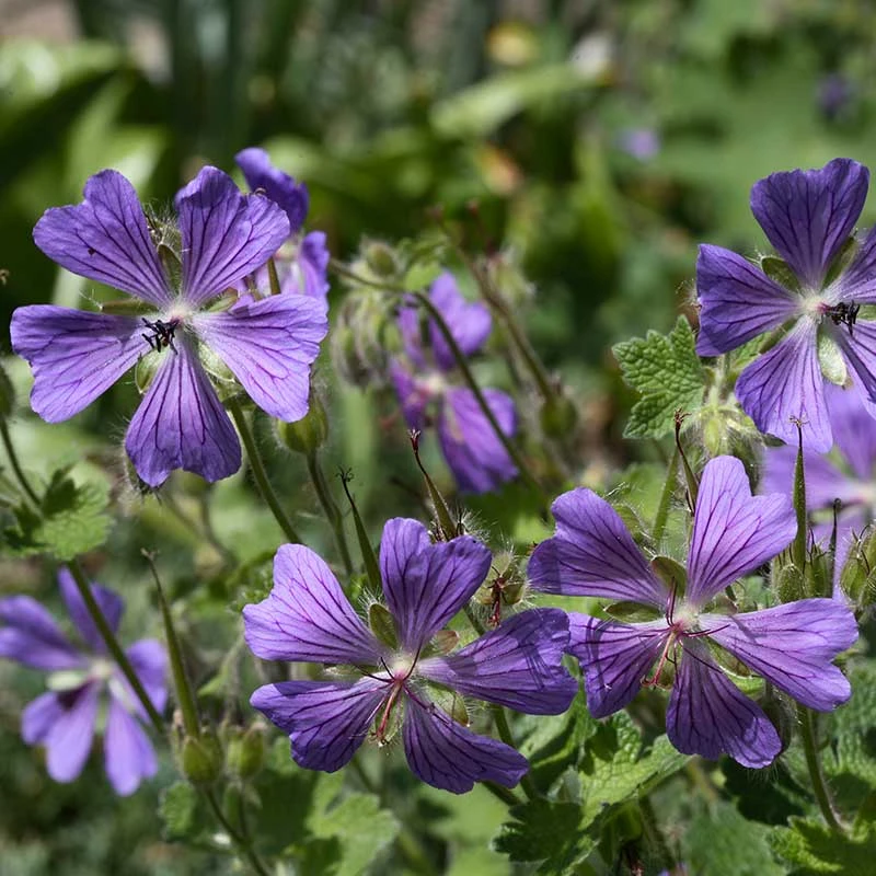 Nätnäva 'Philippe Vapelle', 6-pack 4 Nätnäva 'Philippe Vapelle', 6-pack - Image 2