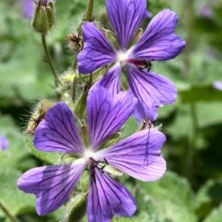 NÀtnÀva 'Philippe Vapelle', 6-pack