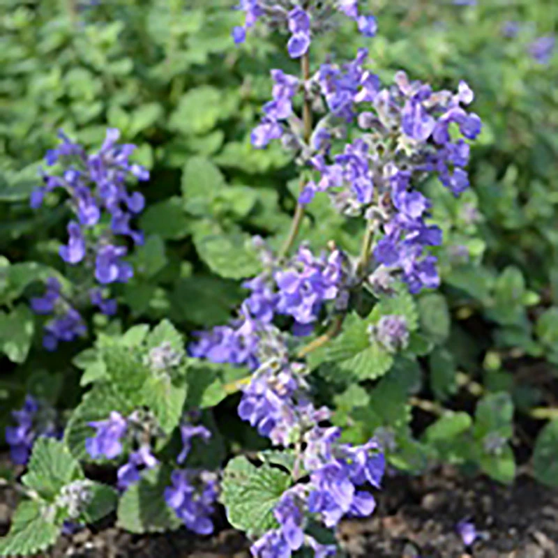 Bergnepeta 'Linghem', 3-pack 4 Bergnepeta 'Linghem', 3-pack - Image 2