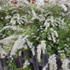 Norsk Brudspirea 'Grefsheim' 30-50 Cm, 100-pack 2 Norsk Brudspirea 'Grefsheim' 30-50 Cm, 100-pack -Elho Garden Shop norsk brudspirea