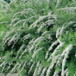 Norsk Brudspirea 'Grefsheim' 30-50 Cm, 100-pack 5 Norsk Brudspirea 'Grefsheim' 30-50 Cm, 100-pack -Elho Garden Shop norsk brudspirea spirea cinerea grefsheim