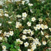Ălandstok Abbotswood 30-50 Cm, 100-pack 1 Ălandstok Abbotswood 30-50 Cm, 100-pack -Elho Garden Shop olandstok potentilla fruticosa abbotswood