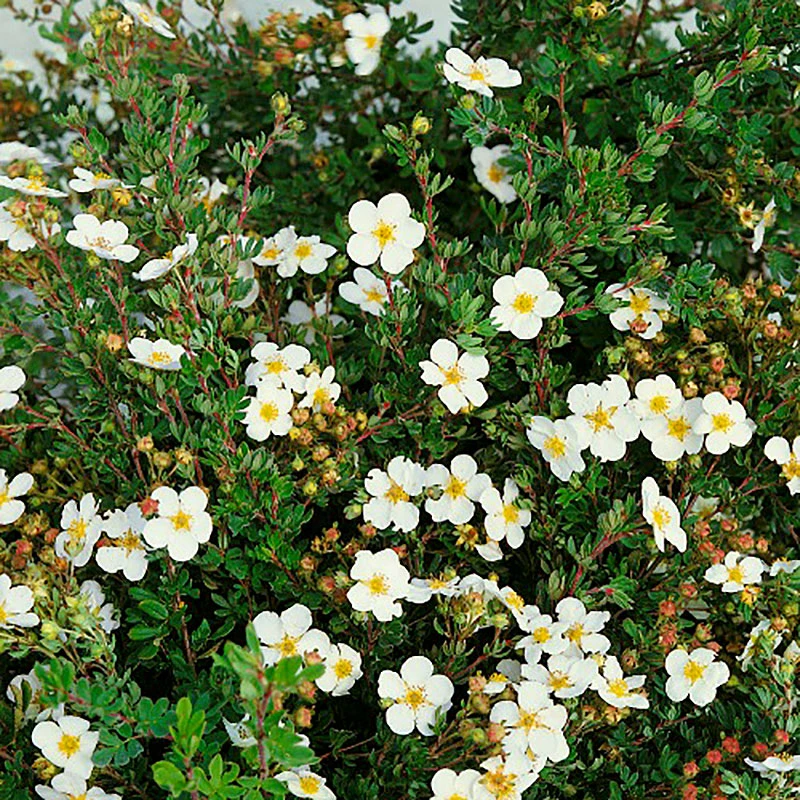 Ölandstok Abbotswood 30-50 Cm, 100-pack 3 Ölandstok Abbotswood 30-50 Cm, 100-pack