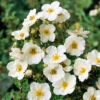 Ălandstok Sandved 20-40 Cm, 100-pack 2 Ălandstok Sandved 20-40 Cm, 100-pack -Elho Garden Shop olandstok potentilla fruticosa sandved